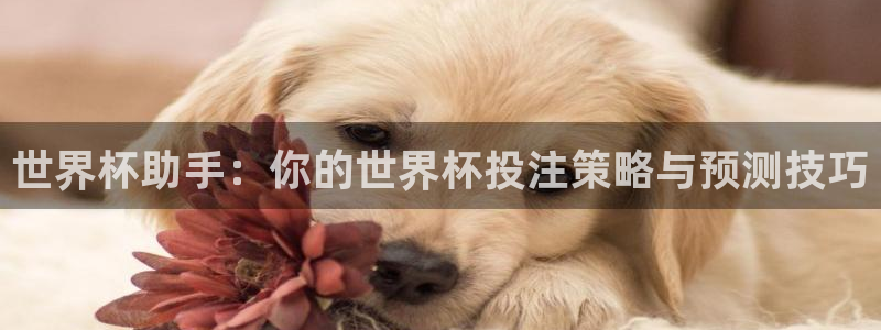 世界直播：世界杯助手：你的世界杯投注策略与预测技巧