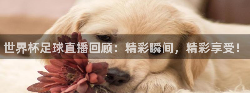 澳门世界杯直播：世界杯足球直播回顾：精彩瞬间，精彩享受！